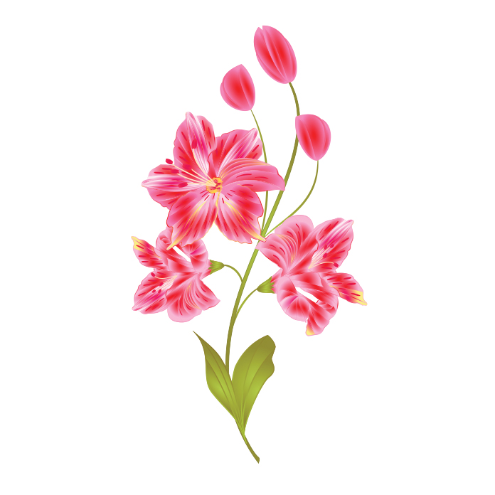 alstroemeria